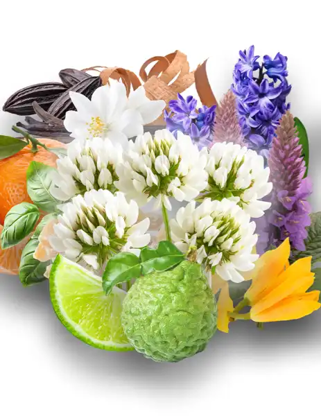 White Clover Clean Fragrance - Clean Fragrances